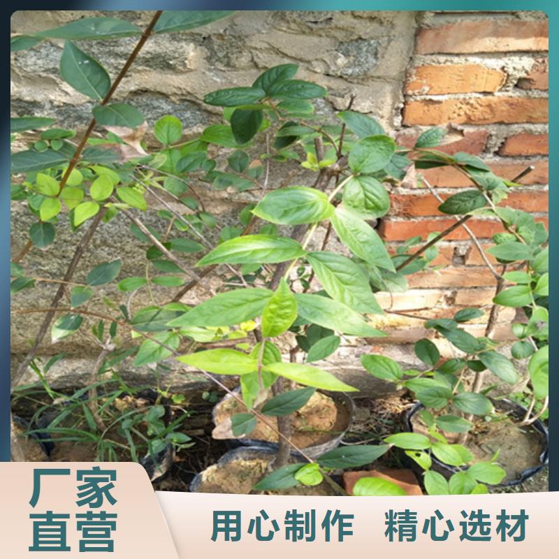 杈杷果,石榴苗订购品质之选