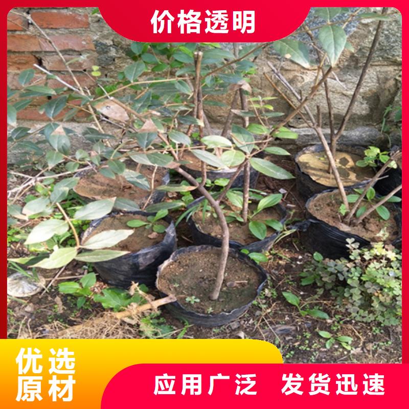 杈杷果桃树苗实力优品库存充足