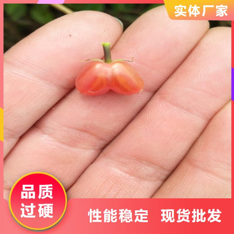 杈杷果樱桃苗工厂现货供应本地经销商