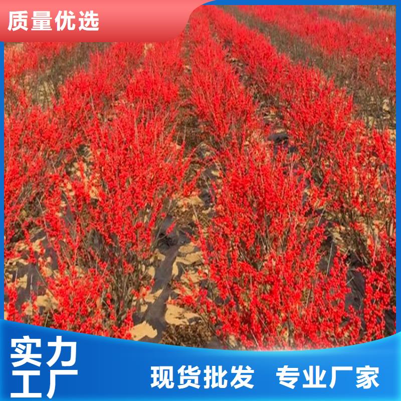 北美冬青【苹果苗】国标检测放心购买品质服务诚信为本