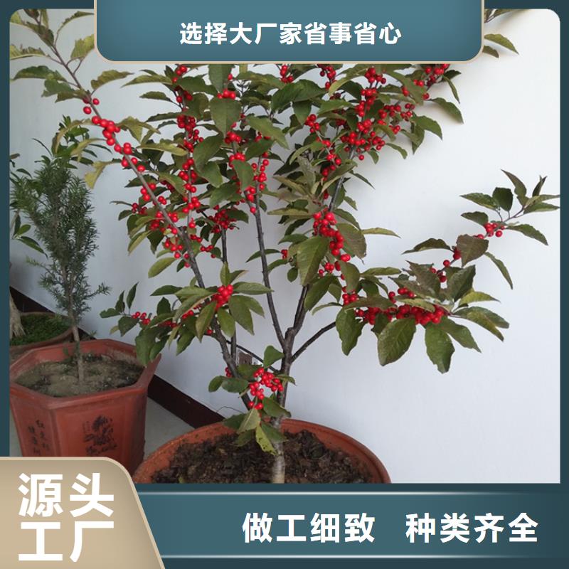 【北美冬青蓝莓苗品质卓越】多家仓库发货