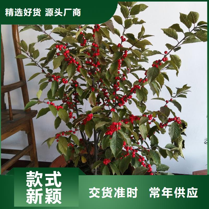 北美冬青西瓜番石榴苗质量安心生产安装