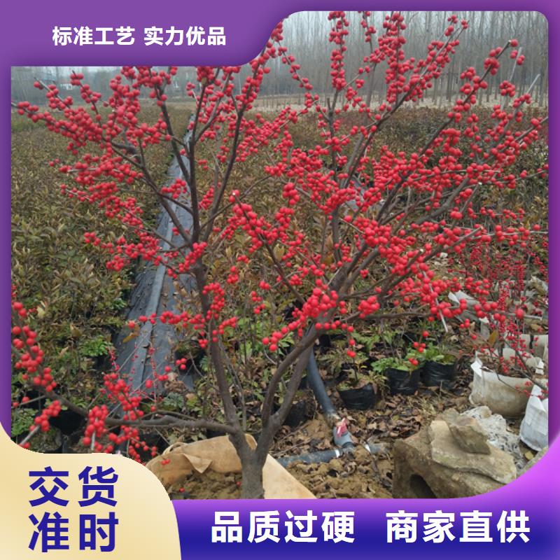 北美冬青西瓜苗现货交易本地制造商