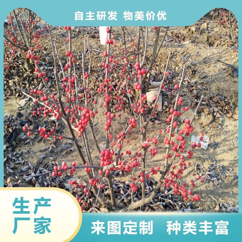 北美冬青桃树苗今年新款当地生产厂家