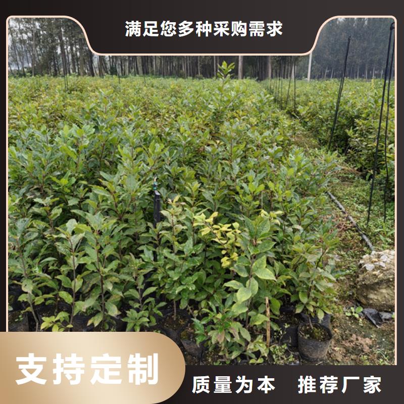 北美冬青苹果苗发货迅速同城货源