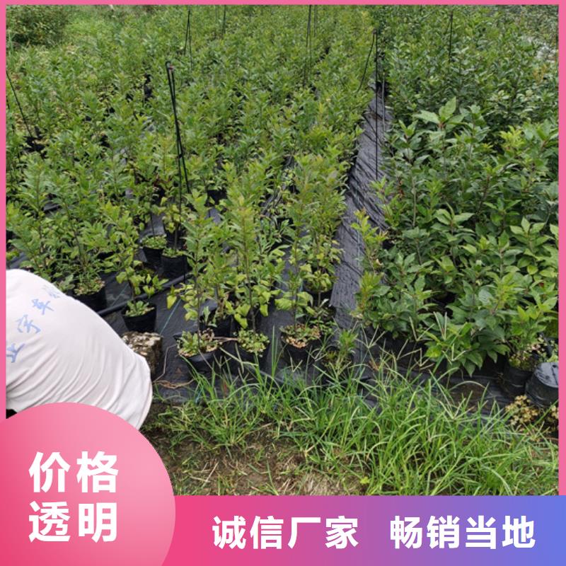 北美冬青-石榴树苗货源直销专注细节使用放心
