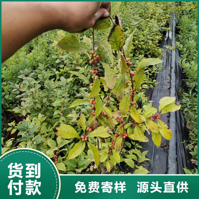 北美冬青樱桃苗支持定制批发细节展示
