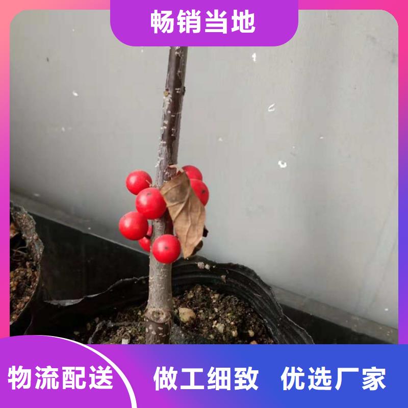 北美冬青,苹果苗的图文介绍同城服务商