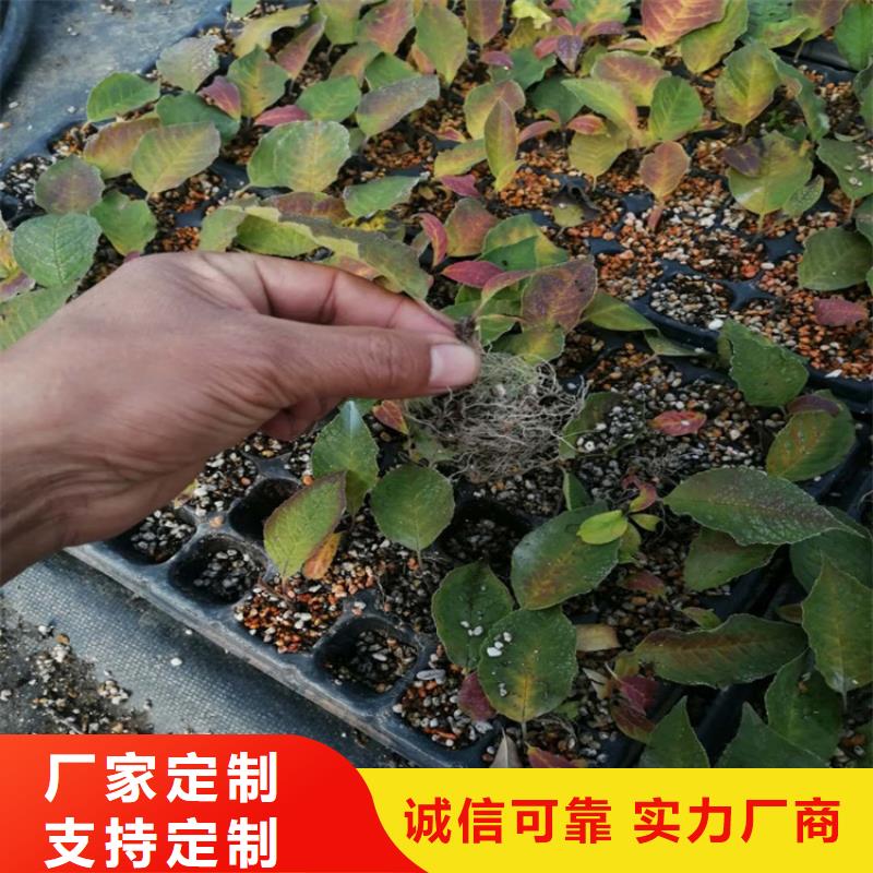 北美冬青樱桃苗源头直供精心