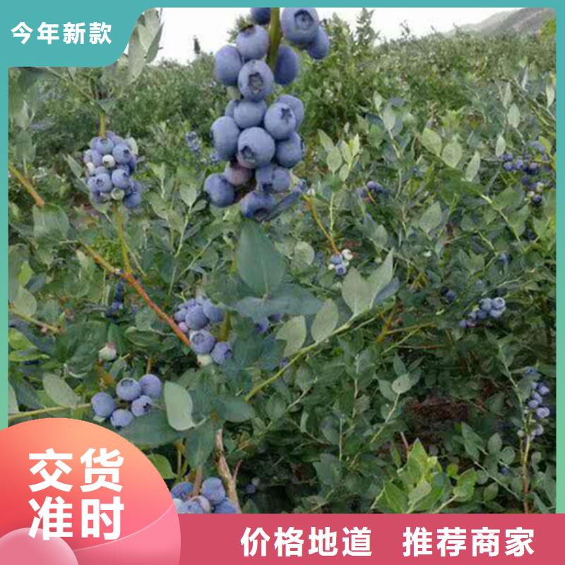 蓝莓苗西瓜番石榴苗用心服务发货迅速