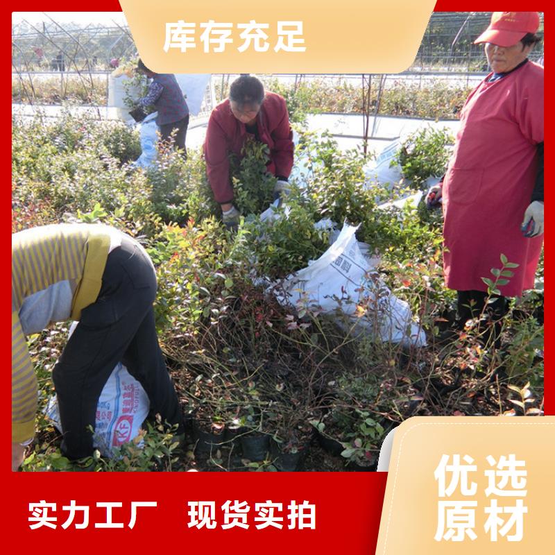 蓝莓苗苹果苗设备齐全支持定制专业信赖厂家