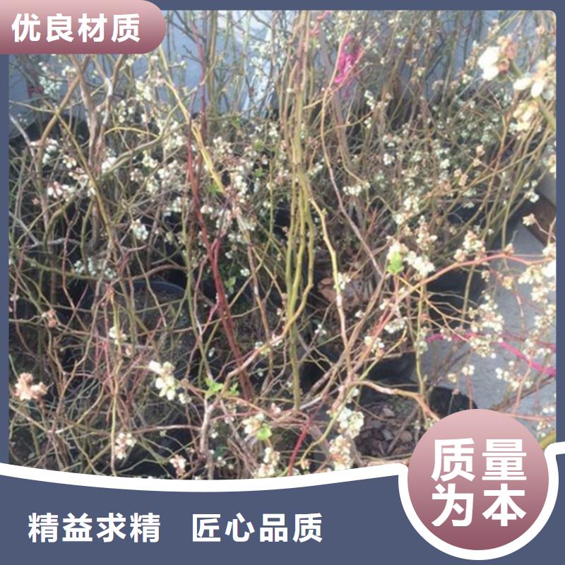 蓝莓苗-樱桃苗专业厂家当地厂家