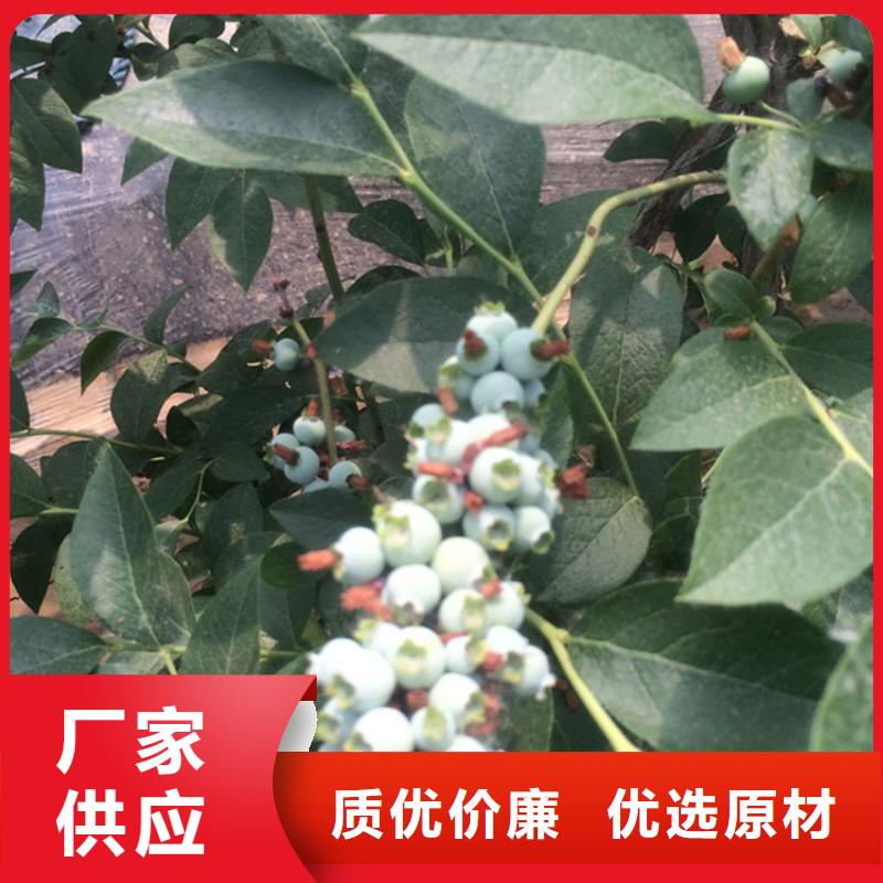 蓝莓苗石榴苗满足客户所需质量上乘