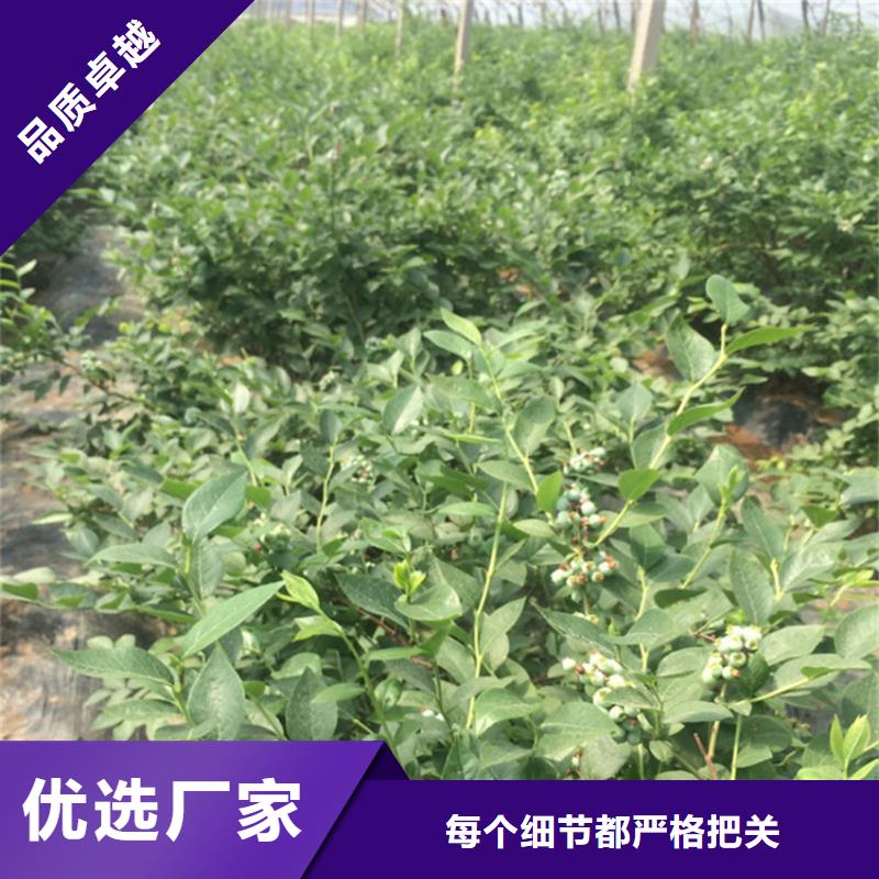 【蓝莓苗石榴树产品性能】价格实在