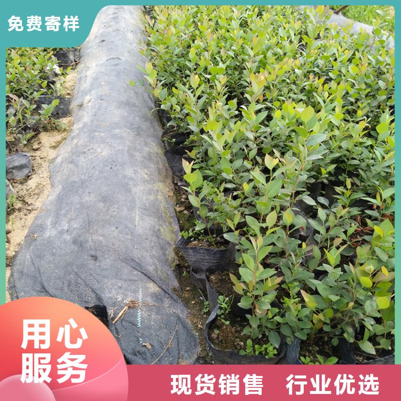 【蓝莓苗苹果苗货源足质量好】源厂定制