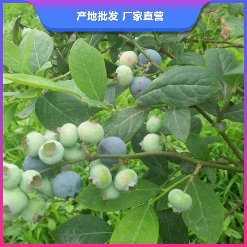 蓝莓苗樱桃苗信誉有保证全新升级品质保障