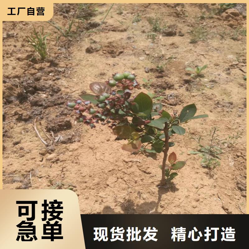 蓝莓苗苹果苗符合标准保质保量