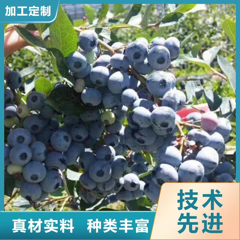 蓝莓苗桃树苗工厂直营严格把关质量放心
