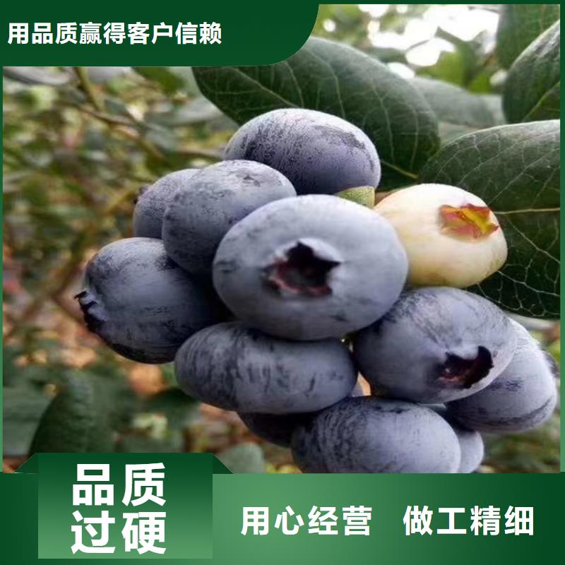 蓝莓苗板栗苗支持批发零售精益求精