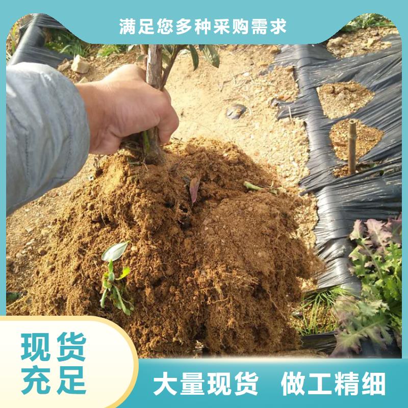 ​蓝莓苗北美冬青生产加工本地生产厂家