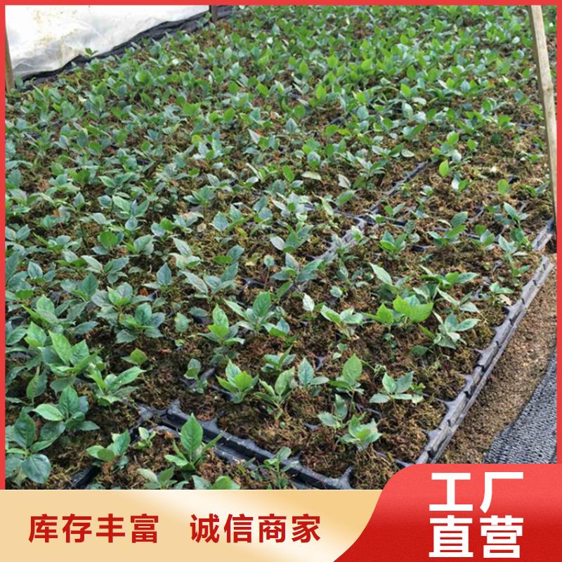 樱桃【樱桃苗】满足客户所需本地制造商