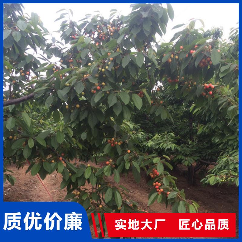 【樱桃】板栗苗专注品质实力优品