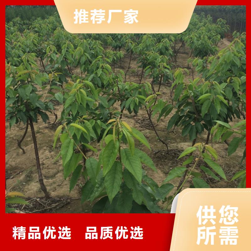 樱桃葡萄苗专业设计同城经销商