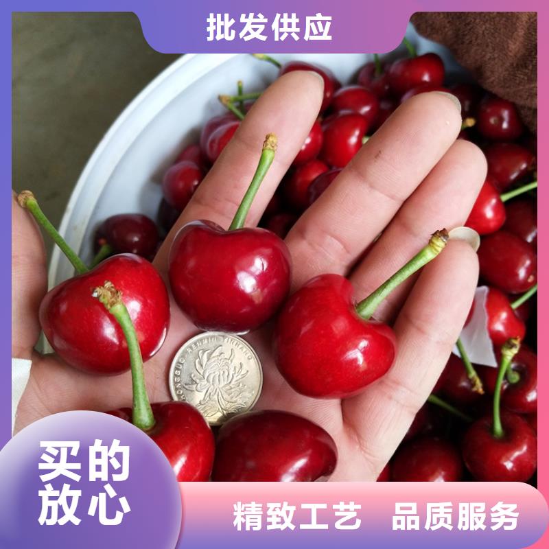 樱桃西瓜苗真诚合作同城服务商