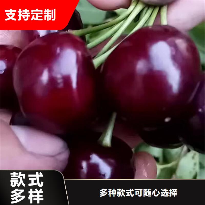 樱桃樱桃苗好品质经得住考验同城厂家