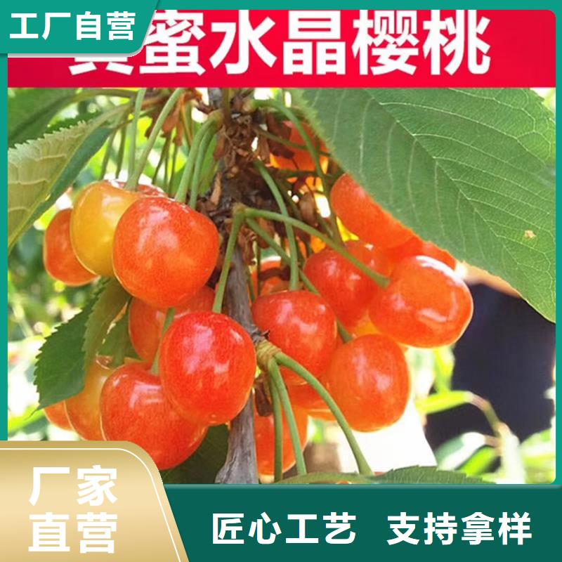 【樱桃】蓝莓苗真诚合作用心细节