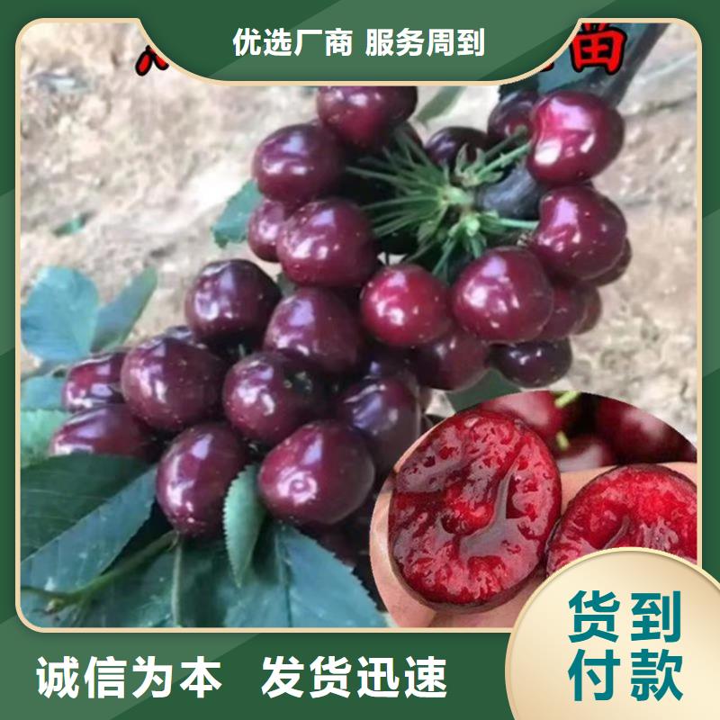 樱桃,【樱桃苗】拒绝中间商同城服务商