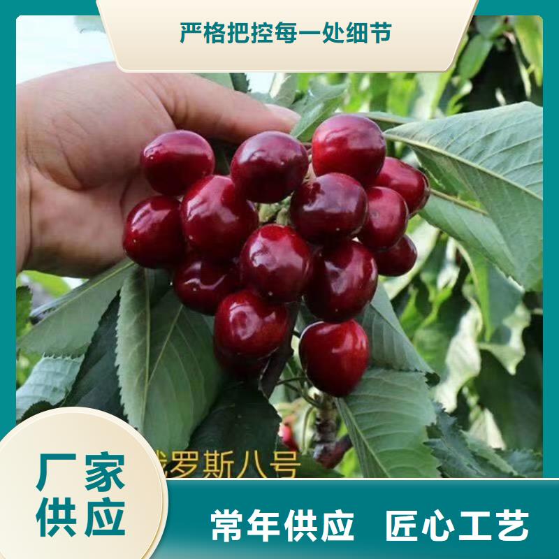 樱桃板栗苗价格有优势国标检测放心购买