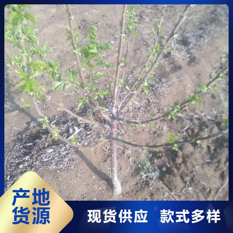 【樱桃】-石榴苗拒绝中间商自营品质有保障