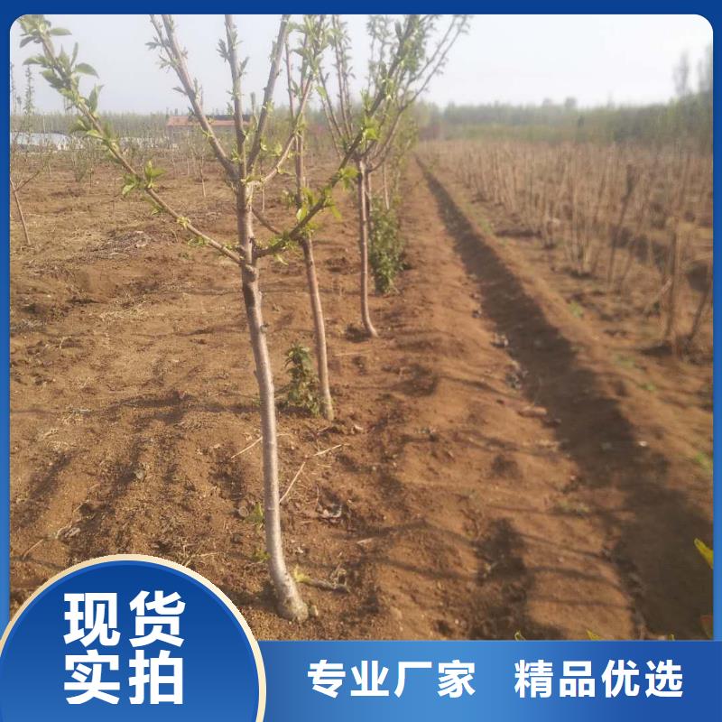 【樱桃】梨树苗工艺成熟支持定制批发