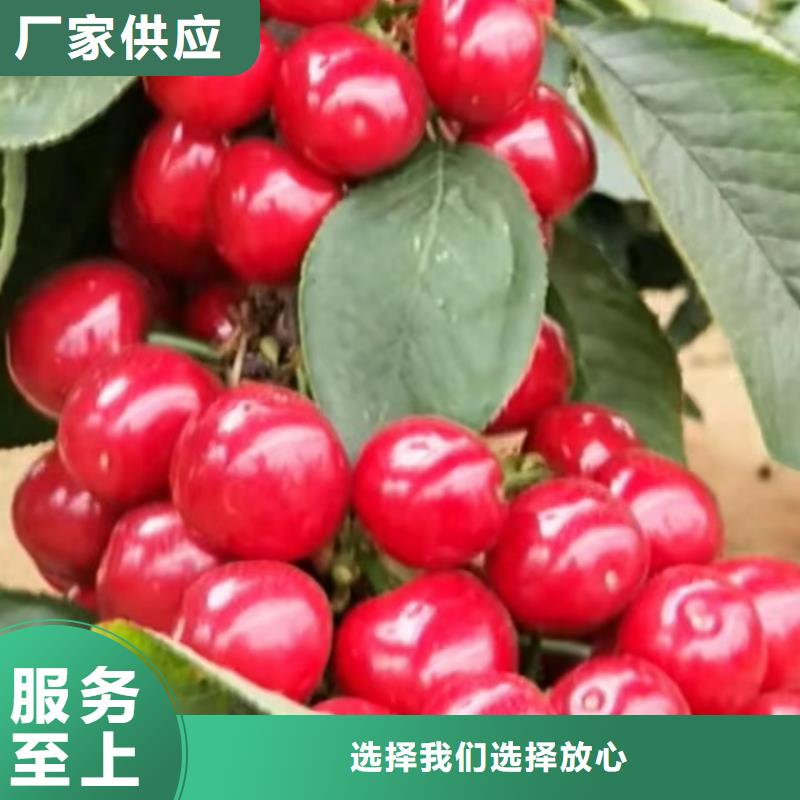 樱桃石榴树免费回电源头厂家量大价优