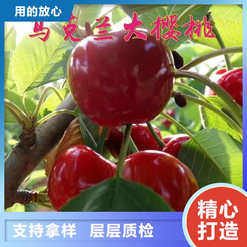 樱桃蓝莓苗诚信经营质量保证本地生产厂家