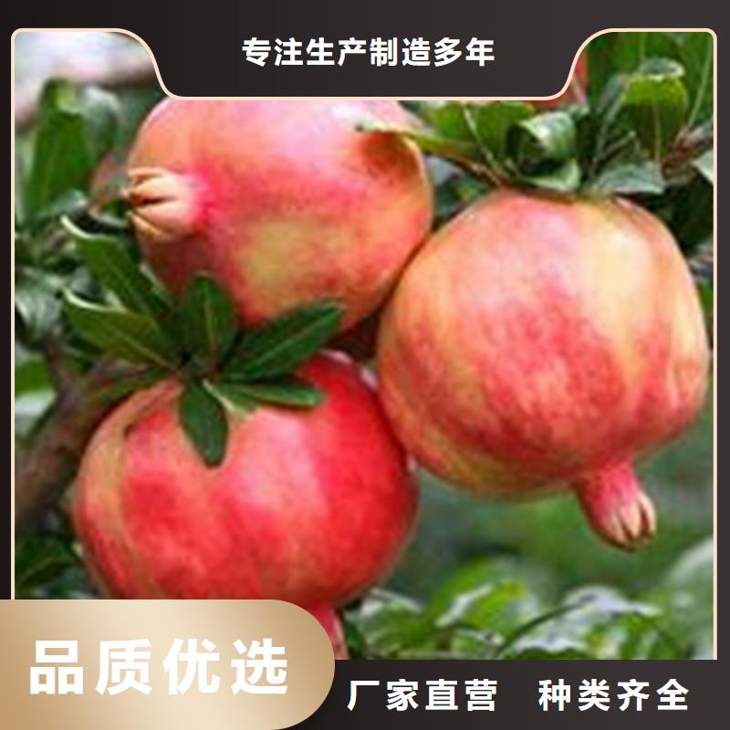 石榴梨树苗现货充足同城厂家
