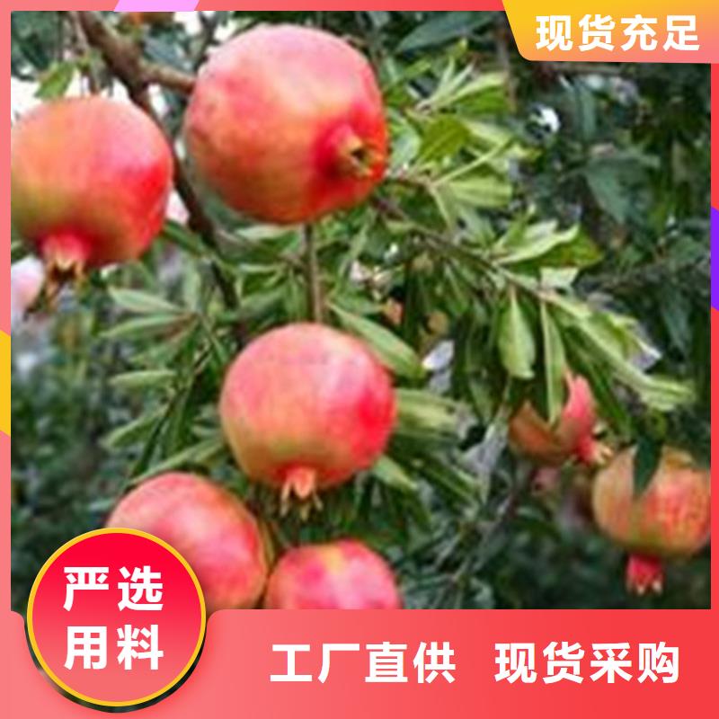 石榴苹果苗适用场景一手货源源头厂家