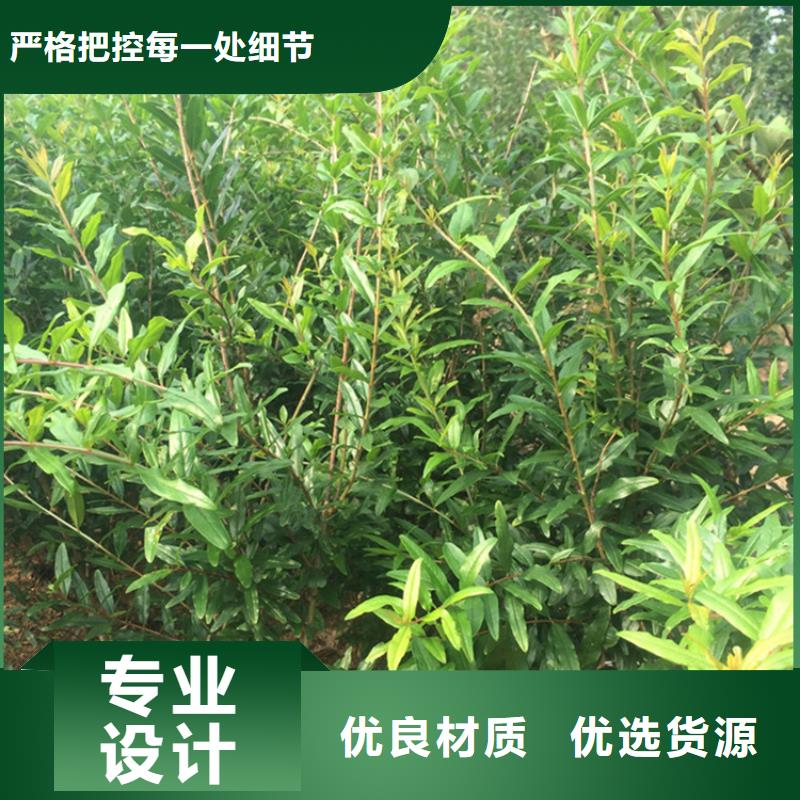 石榴黄瓜苗价格合理当地生产厂家
