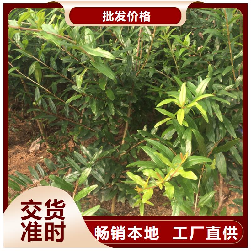 石榴樱桃苗规格齐全当地货源