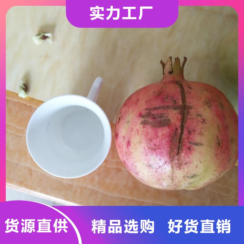 【石榴】,葡萄苗海量现货丰富的行业经验