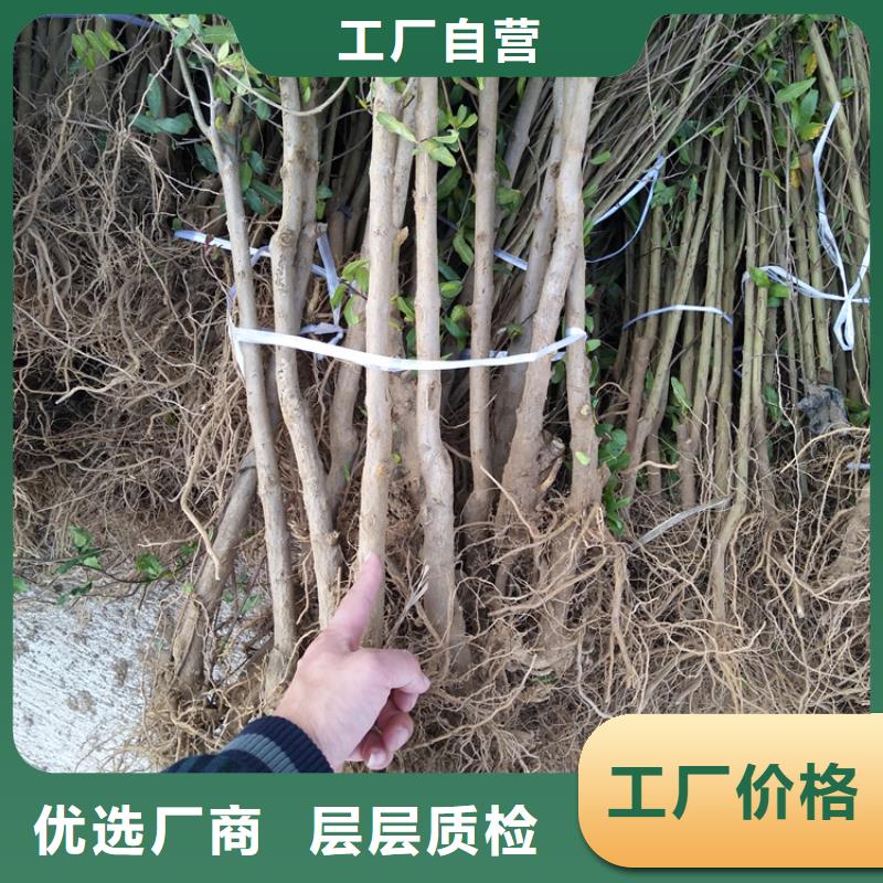 石榴樱桃苗好产品价格低性价比高