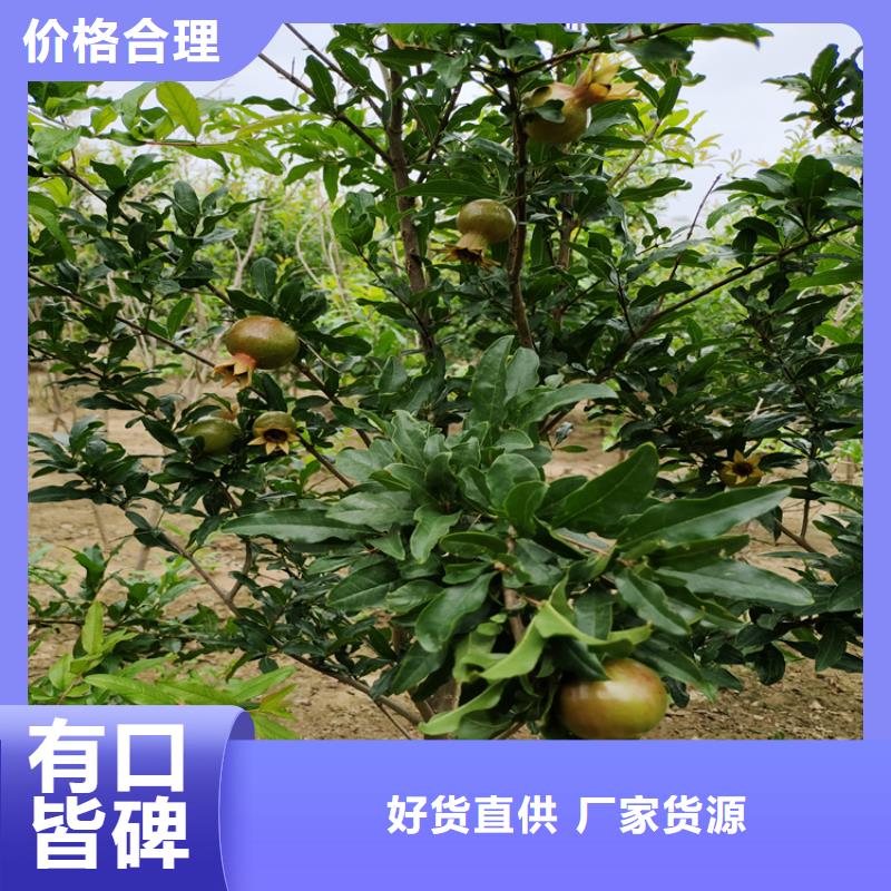 【石榴梨树苗优选厂商】价格实惠工厂直供