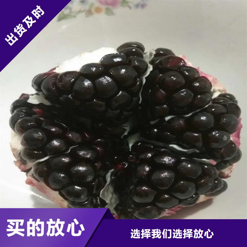 石榴无花果苗免费安装信誉有保证