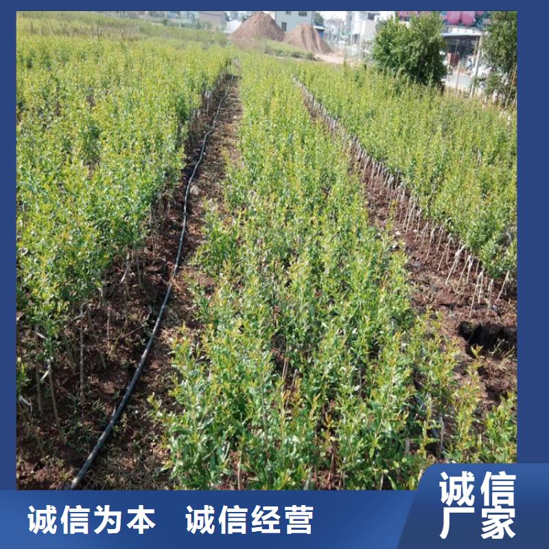 石榴【桃树苗】经久耐用规格型号全