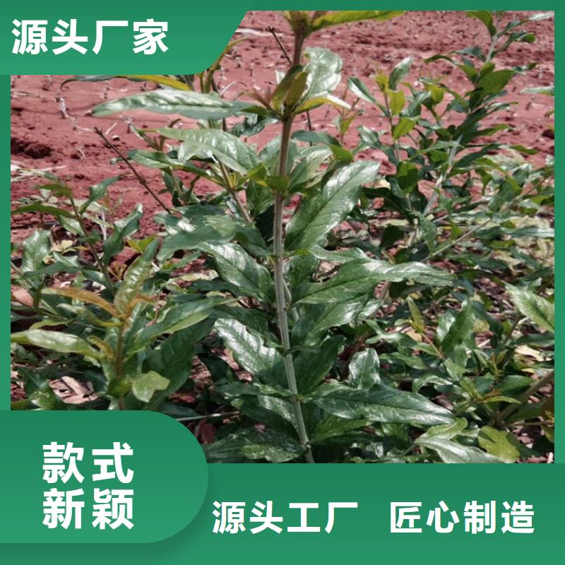石榴樱桃苗价格实惠同城供应商