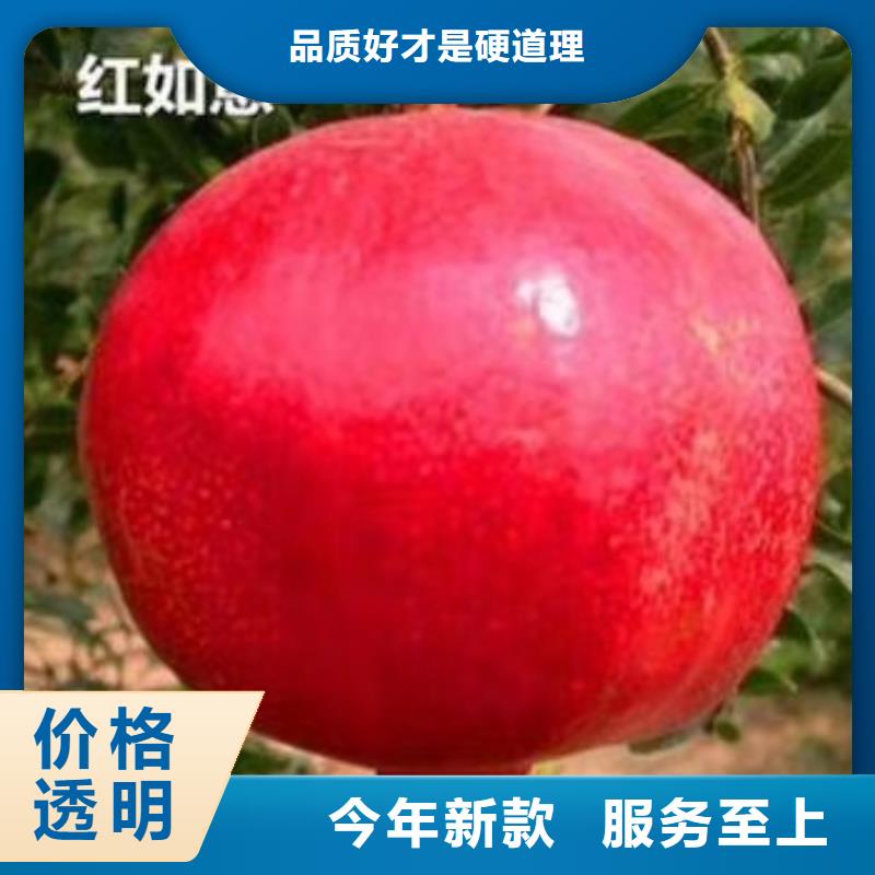 【石榴石榴树产品性能】同城供应商