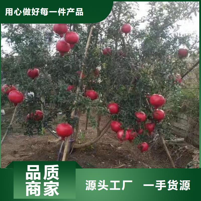 石榴桃树苗当地货源同城品牌