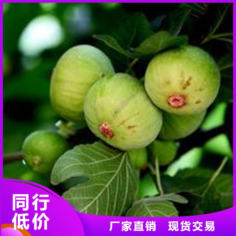 无花果,无花果苗检验发货畅销当地