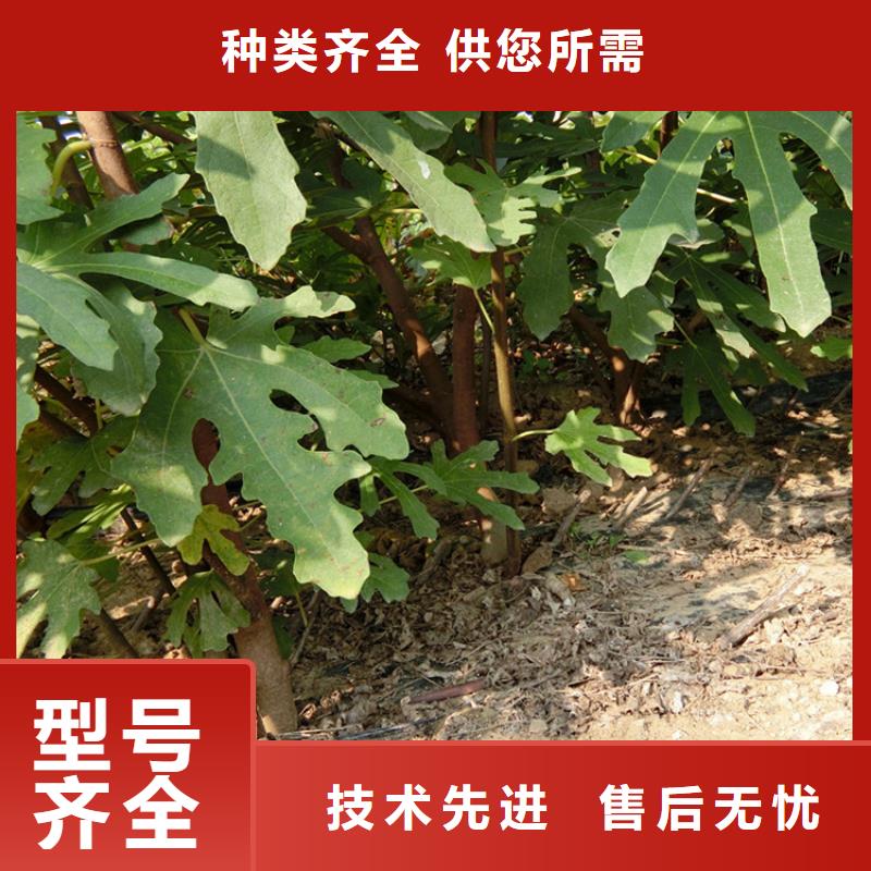 无花果桃树苗源头厂家快捷的物流配送